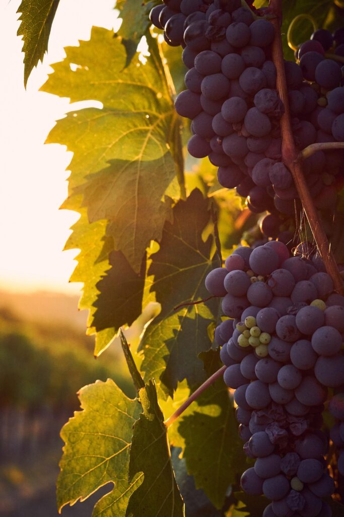 uvas.jpg